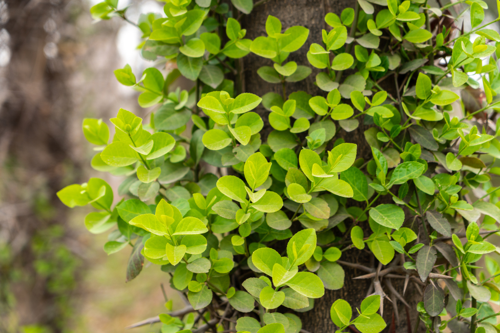 枝干上生长的嫩叶实拍图版权图片下载