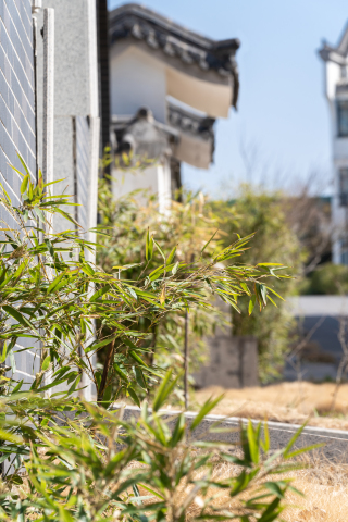 春天植物复苏春意盎然实拍图