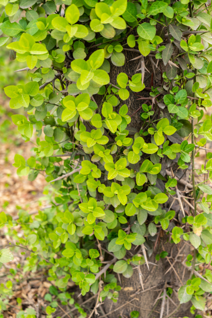 茂密生长在枝干上的叶子实拍图