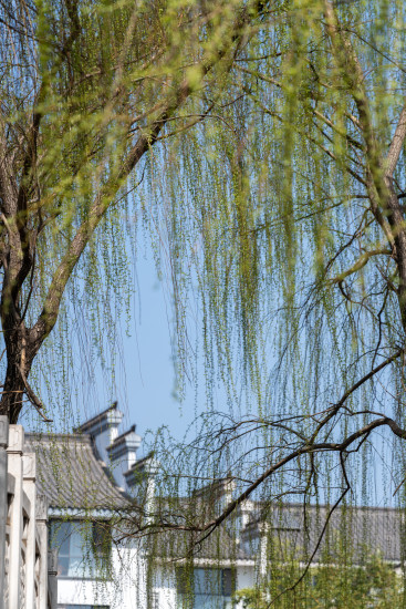 春天中式园林风景实拍图