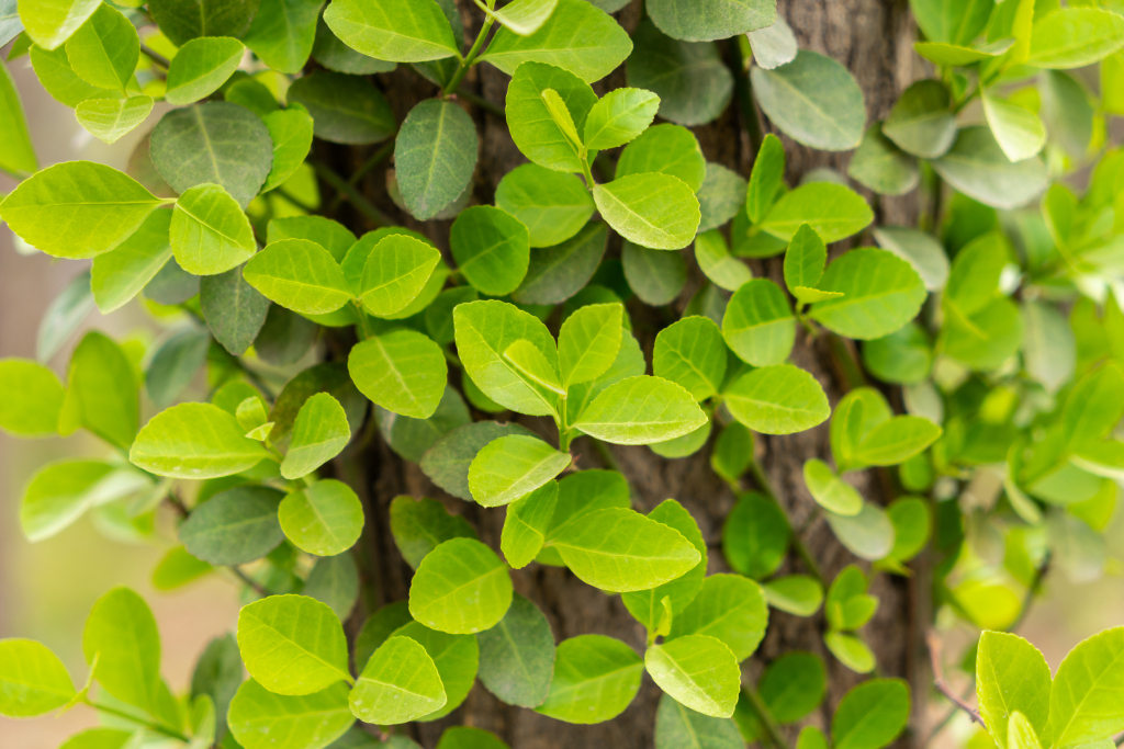 鲜嫩翠绿的叶子实拍图版权图片下载