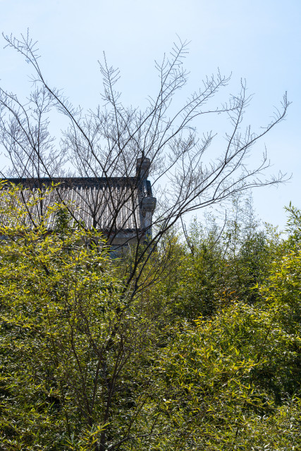 绿意葱葱的园区春天实拍图