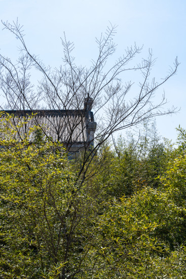 绿意葱葱的园区春天实拍图