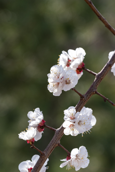 春天粉色淡雅桃花实拍图