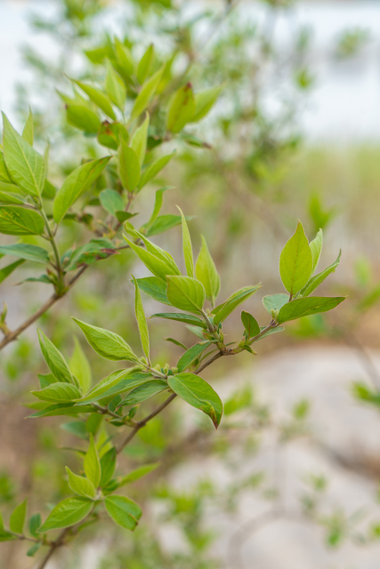 翠绿清新的嫩叶实拍图