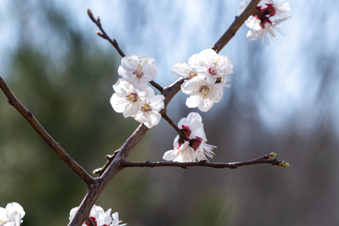 三月初生桃花实拍图