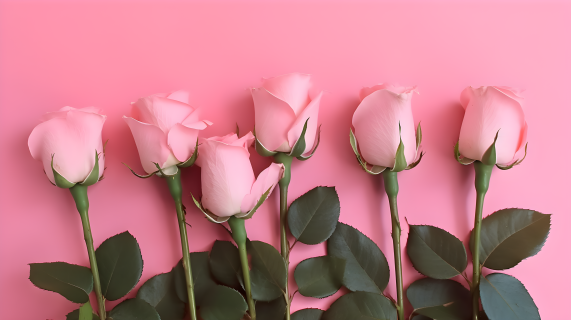 粉色背景上的六朵粉红玫瑰摄影图片