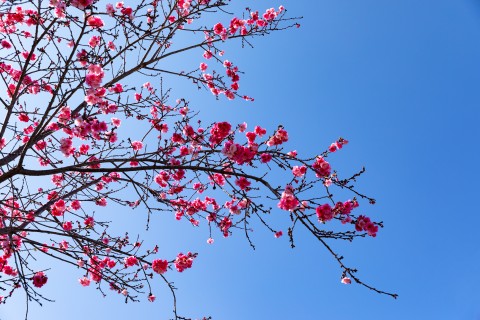 盛开的红色鲜花实拍图
