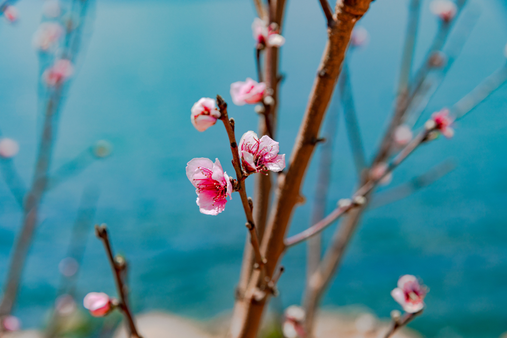春天盛开的鲜花实拍图版权图片下载