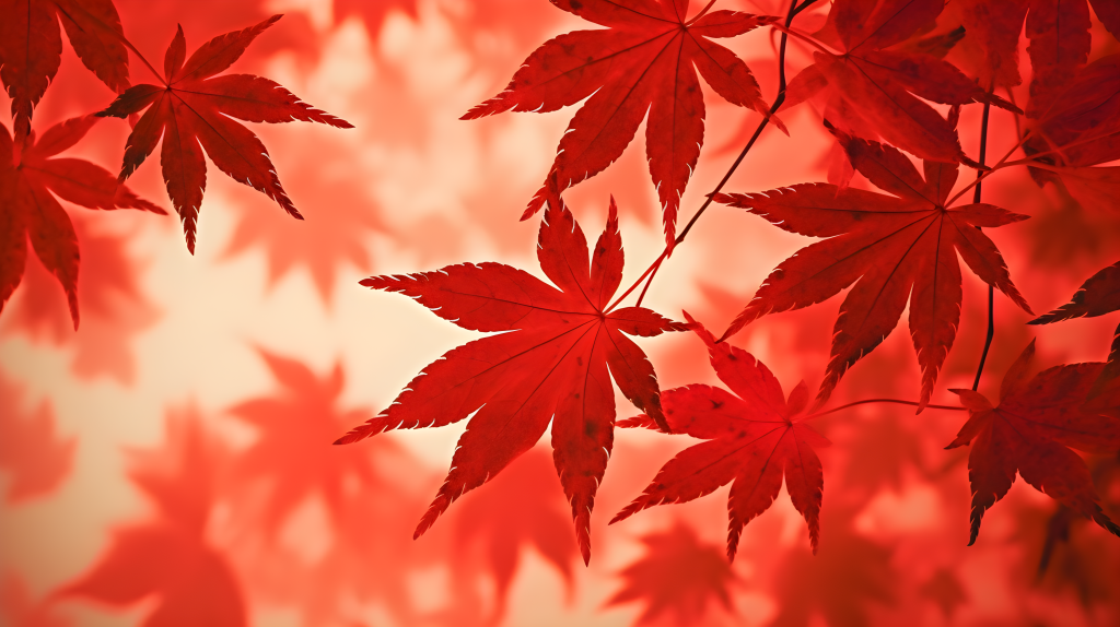 阳光下的红色枫叶图版权图片下载