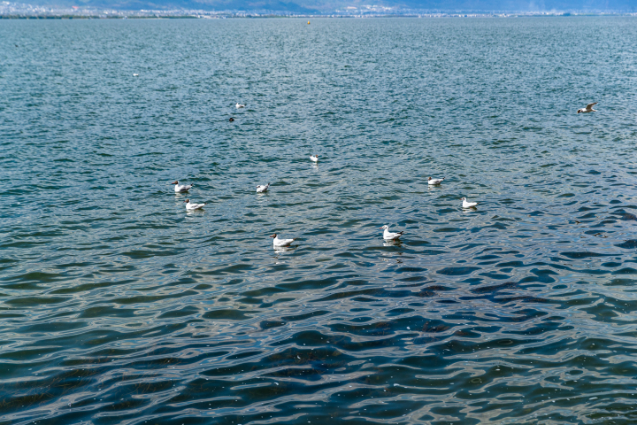 湖面上的水鸟实拍图版权图片下载