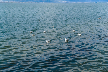 湖面上的水鸟实拍图