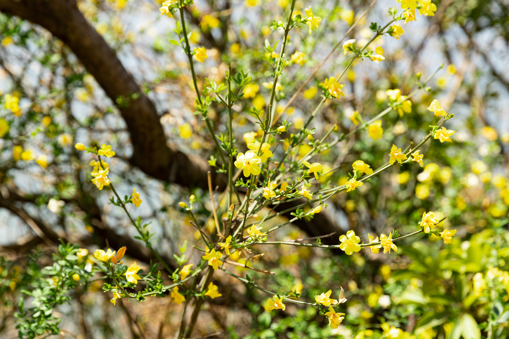 盛开的小野花高清图版权图片下载