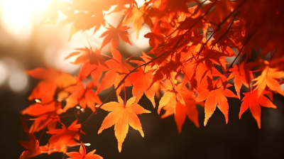 红枫树枝透过阳光的摄影图片