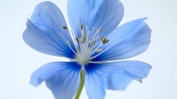 蓝花在白色背景前的摄影图片