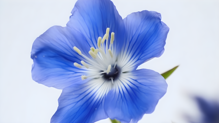 白色背景下的蓝色花朵摄影版权图片下载