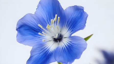 白色背景下的蓝色花朵摄影图片