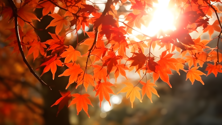 秋天红叶谷的枫叶图版权图片下载