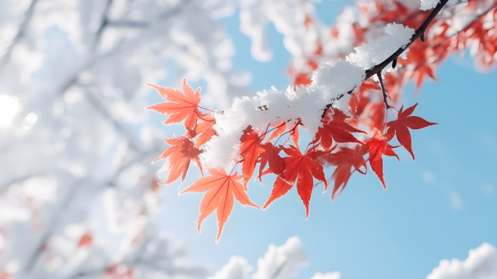 枫树枝挂雪的可爱风景摄影版权图片下载