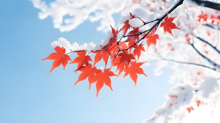 红枫枝在雪中垂挂可爱风格摄影版权图片下载