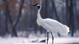 白鹤雪中立像摄影图片