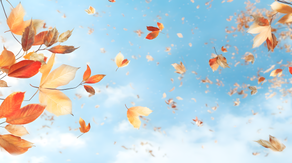 秋叶漂浮在天空背景中的摄影图片