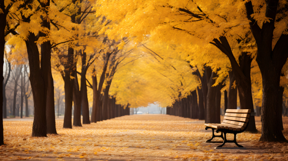 柔和自然光下公园黄色树木摄影图片
