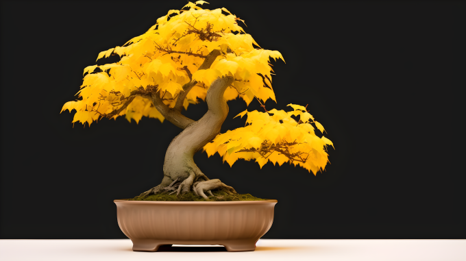小黄盆景树摄影图