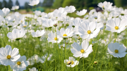 生态友好工艺风格下的白色秋海棠花田摄影图片