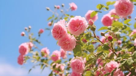粉色蔷薇在蓝天下绽放的摄影图片