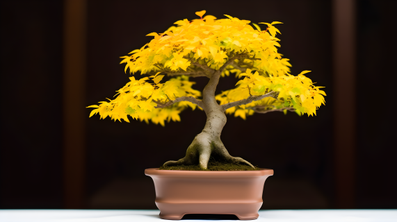 小黄盆栽树在褐色盆中摄影图