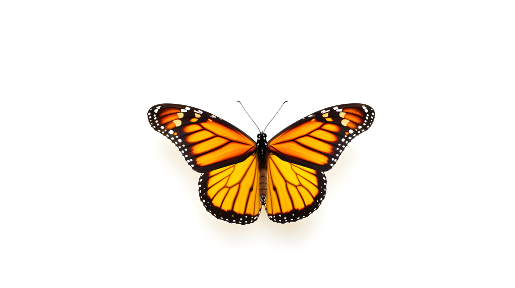 白背景上动态的蝴蝶摄影图片