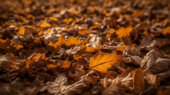 秋叶倾泻的森林摄影图