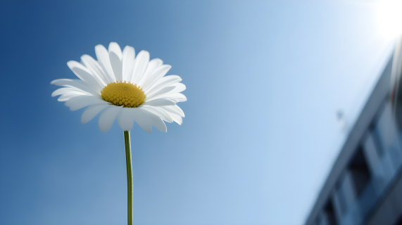 清新雅致的白色雏菊摄影图片