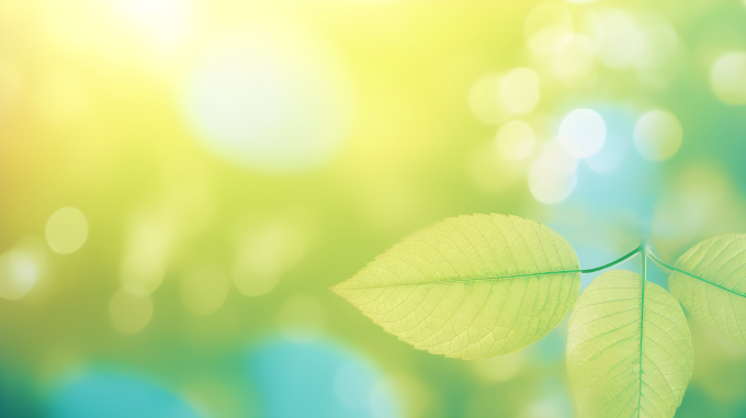 孤立的绿黄叶子摄影图片