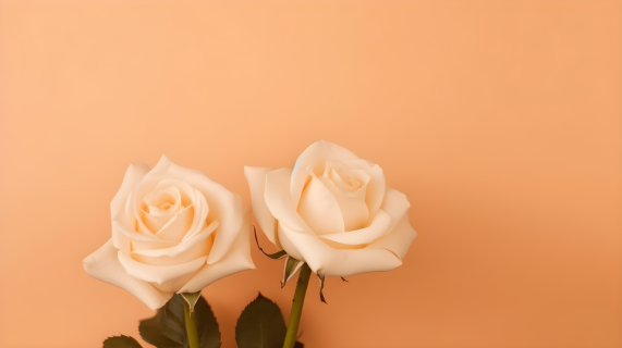 素雅轻盈的白玫瑰摄影图