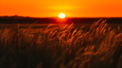 金色夕阳照耀下的高草原摄影图片