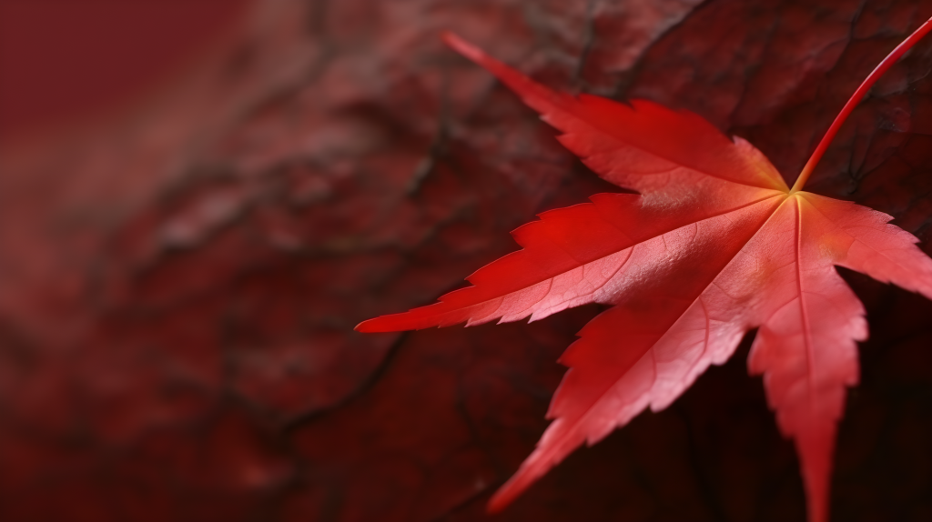 神奈川的枫叶摄影图片