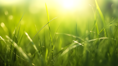 青春活力的绿草与阳光背景的摄影图片