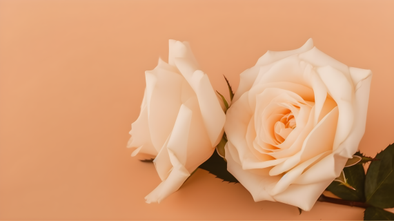 浅橙色背景两朵玫瑰花摄影图片