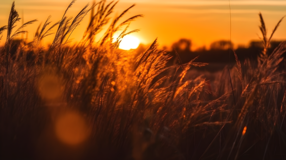 夕阳余晖照耀下的高草原摄影图