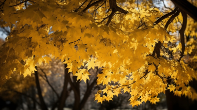 大黄叶树摄影图片