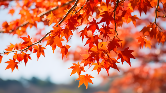 日本秋季红叶摄影图片