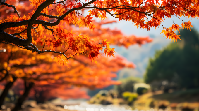 秋天的枫叶树摄影图片