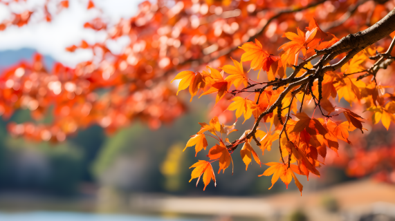 秋天飘落的橙色树叶摄影图片