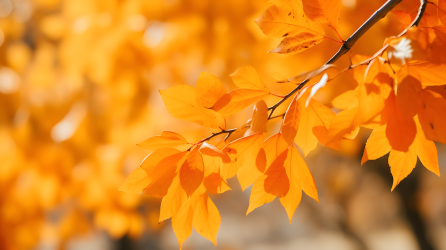秋日枫黄和橙叶的摄影图片