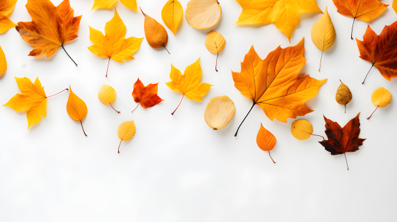 秋叶散落在白色背景上，自然风格摄影图片