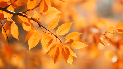 秋天的枫叶摄影图片