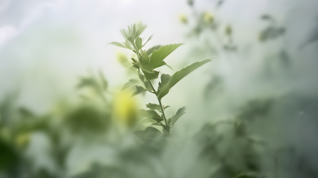 柔和色彩的绿植摄影图片