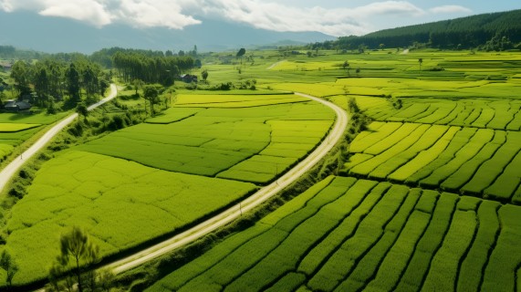 视野开阔的绿色稻田摄影图片